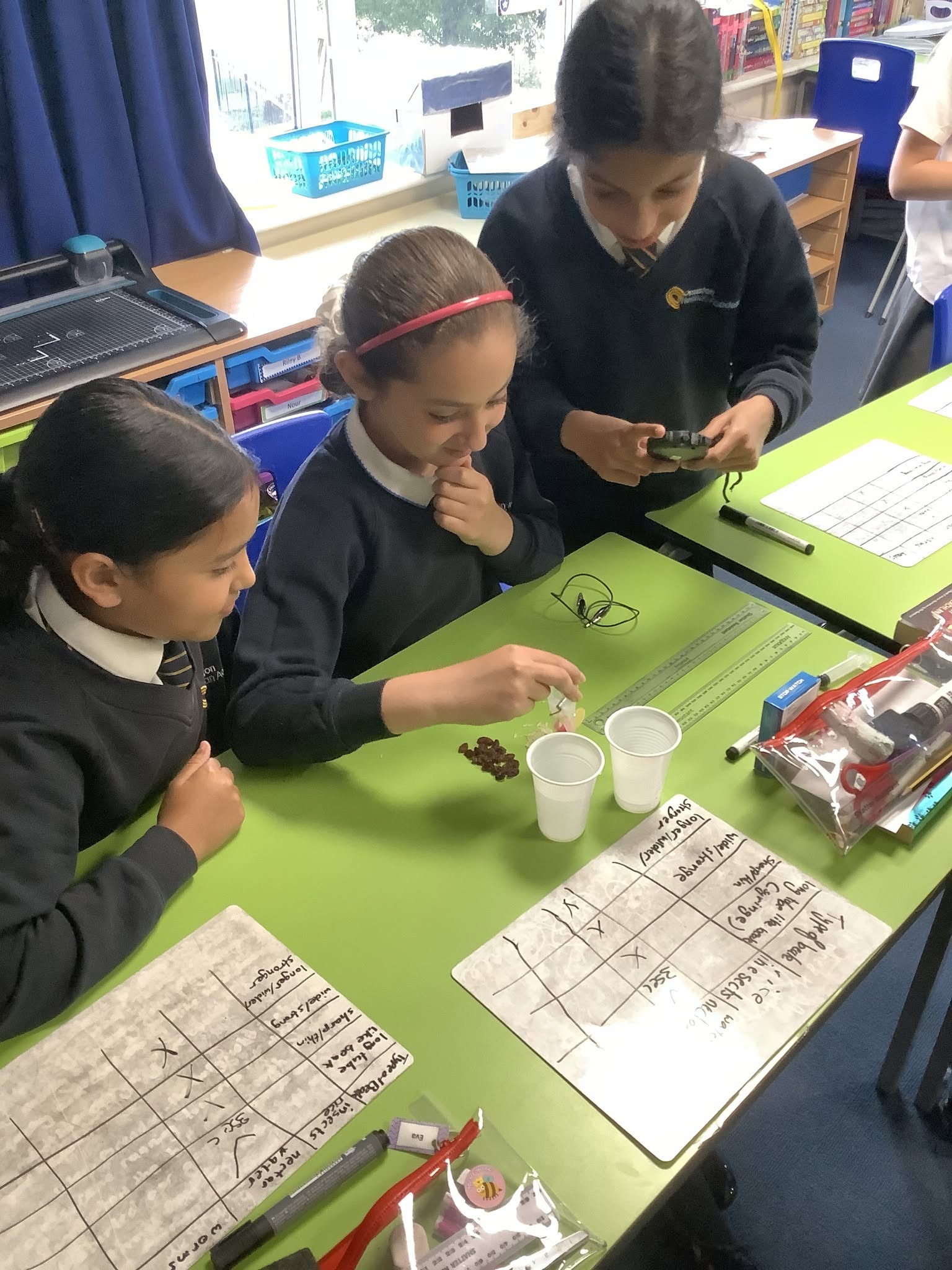 Y6 Science